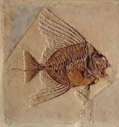 Fiskefossil